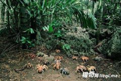 Ұ����ַ��ִ�������������, �˽���֪�ǵ�����ʳ