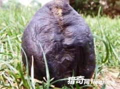 �Ȼƽ𻹹�����ҩ�ģ������򲻵�