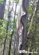 ���ӷ��֡�������ľ�� ϸ������Ⱦ���