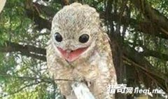 ũ�����Ⲷ����� ������ŵ�����