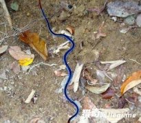 С��Ұ�⿴����ɫ˿��������������ܿ���