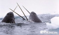 ��ʵ�����еĶ����ޣ���������֮�ǡ���ͬ�������Ļƽ��ʮ��