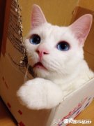 ��ֻè������ʱ���ȣ����������ԭ������˯�ź�ı���ģ��