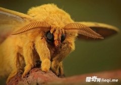 ��Щ���������û����������û��˵��������ش��ڣ�����ʨ�ӹ���