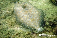 �����ʮ��αװ��ʦ�����������ģ�