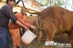 ӡ��ţˮ������ţ��������һ�����ϣ���Ӫ����Ӧ�������