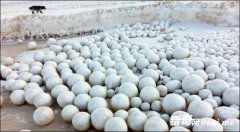 ����˹ͻ�����ش�ѩ�������ר�ҵ������а���