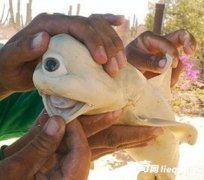 �˷������ձ�������ͬ����ĩ�գ����������ι�״�����أ�