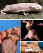 ��ֲ���������������������񣬴������壬��Ѫ����ֻ�ܵڶ�